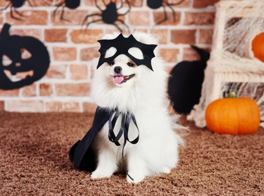 51d1a8a9-d8f3-4fa0-a759-26cd8e132cbf_1757974537 petcostumes hero image.jpg