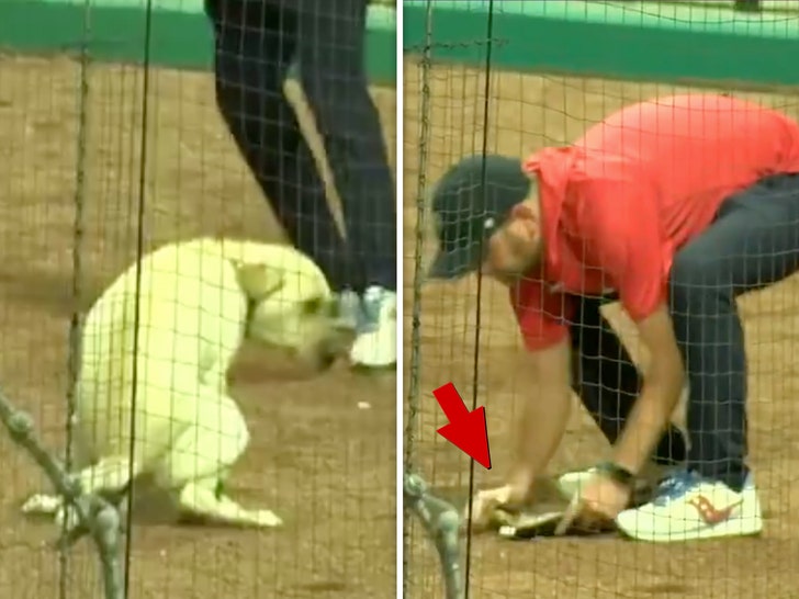 dog pooping at mlb game guy scoops it up with hand 1