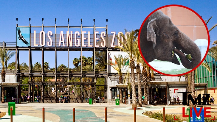 0e140a56a5554a3daa6b624d28c5ce67_md 052125_tmz_live_zoo_kal