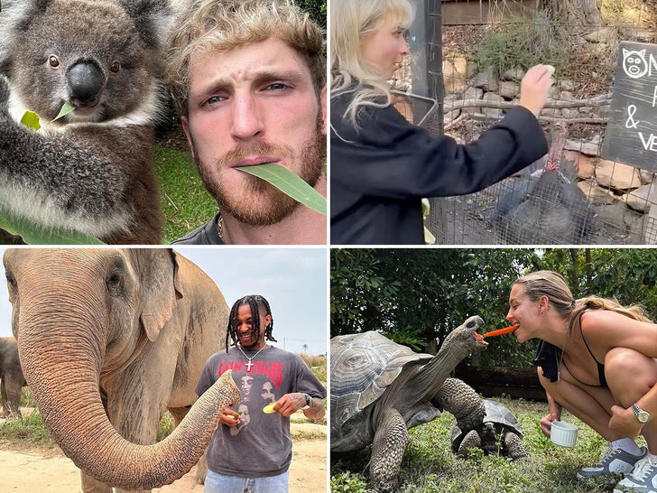 1250841fb74b495995ba065f9c16c4d3_md-1 Stars Feeding Animals