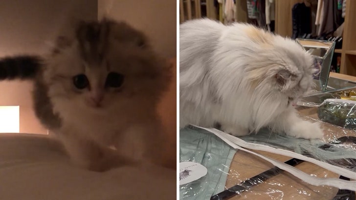 1eb8684de2884ba5967355f6a07437b5_md 012425_kesha_cat_kal