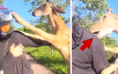 Deer Throws Hooves, Viciously Attacks Man on Motorbike, on Camera