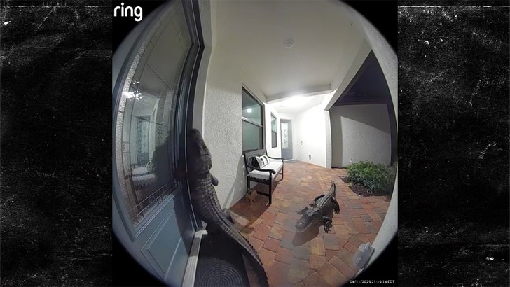 4503adbb32bb4630a7da87b777c80c38_md 042025_alligators_ring_kal