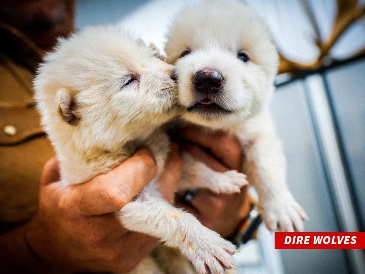 Dire Wolves Colossal Biosciences Dire Wolf cubs