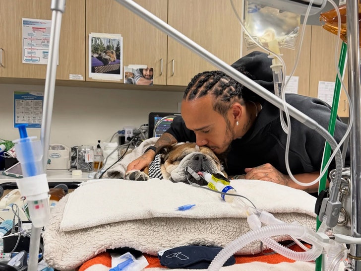 lewis hamilton dog in hospital insta 2