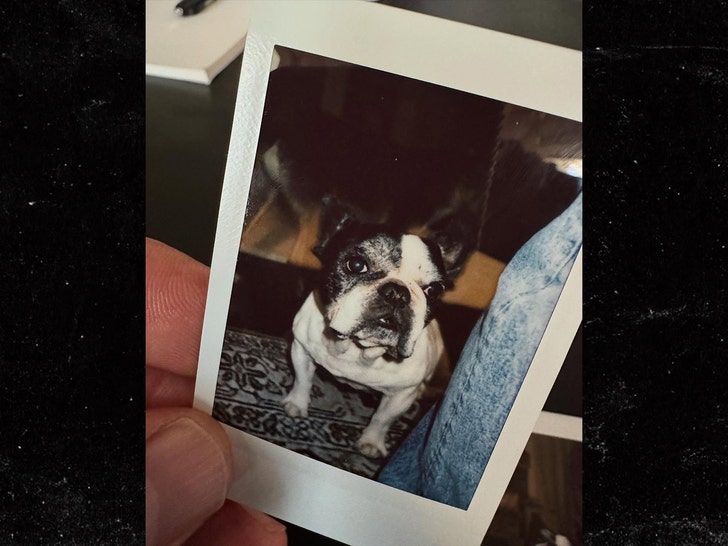 5f5823dd95f4437a869de754ee760453_md dwayne johnson and dog hobbs insta 1