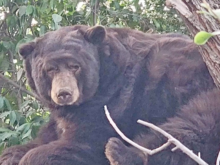 6078dc45ec494eb79b79da65f2ceb04e_md-1 525lb Bear Found Under Evacuated House in Altadena