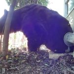 Dr. Dre Joins Anderson .Paak at L.A.’s FireAid Benefit Concert