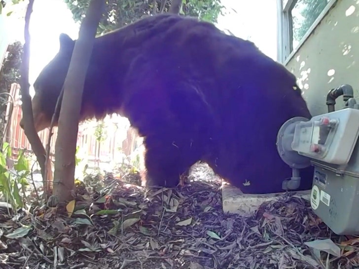 6c9165f0b9904573b53e0ba171f80f5b_md 525lb Bear Found Under Evacuated House in Altadena ktla