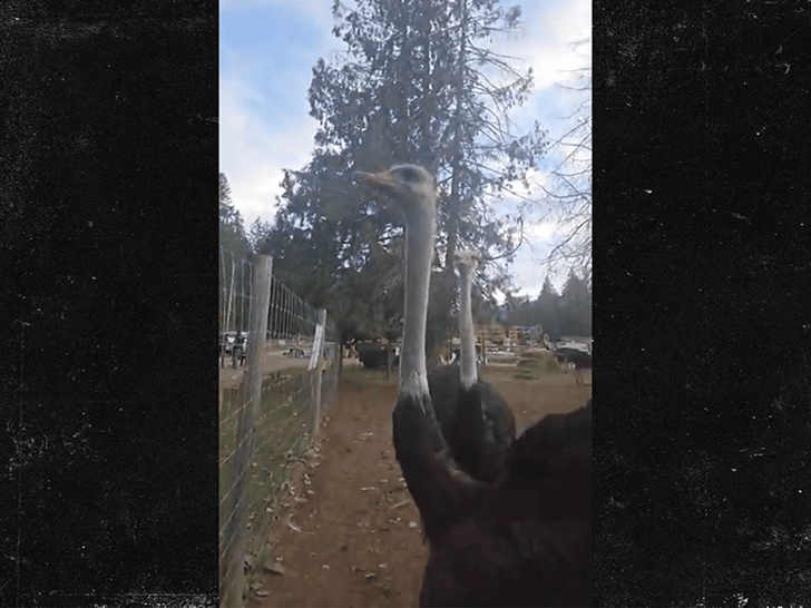 092425_ostrich_farm_arrest_birds_primary