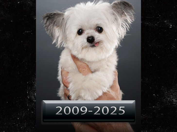 7a5984772a2745a881c47c8c29b38606_md norbert the dog insta 2