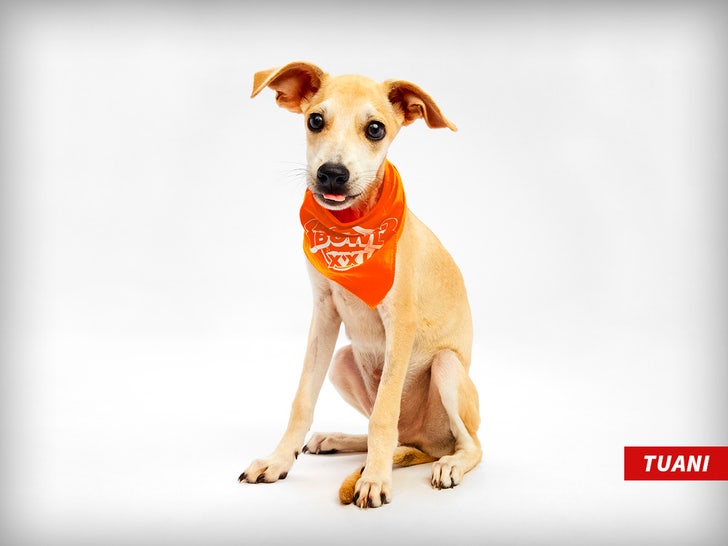 tuani puppy bowl Warner Bros Discovery