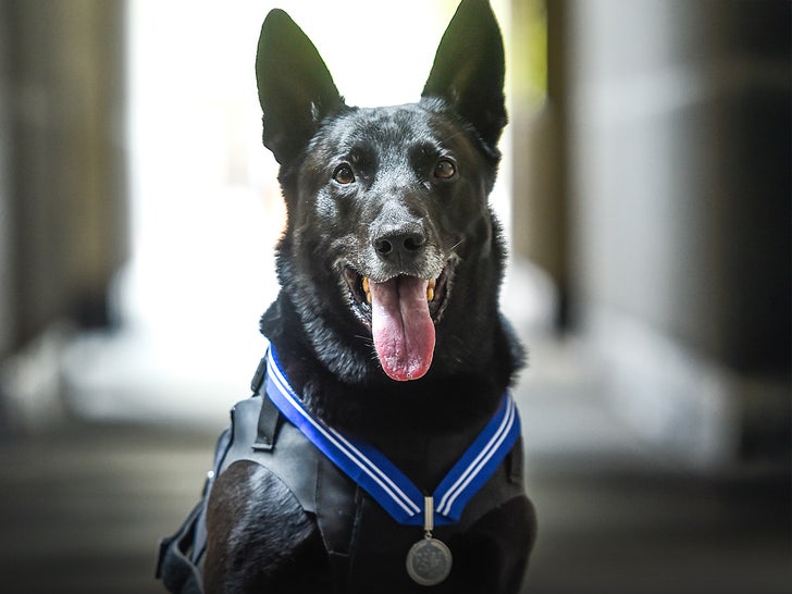 893efd691db446f7ad4791692ab058db_md hurricane dog main getty