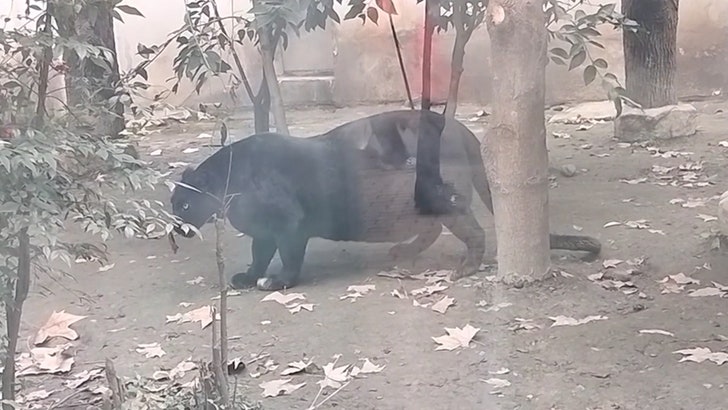 8c339063221441c5839b1fb4184ed2d9_md 031125_fat_panther_kal