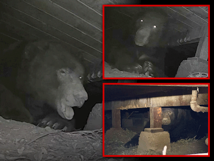 8ebcdb10198f4ad8ae9c425e9bc8191a_md 525lb Bear Found Under Evacuated House in Altadena