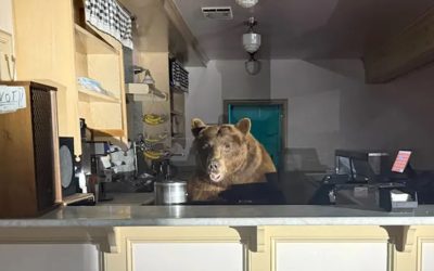 Bear Raids Lake Tahoe Ice Cream Parlor, Gets Caught In Act
