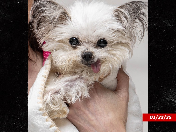 c84c222548cf41cf92f3e32fc301375c_md norbert the dog insta 1