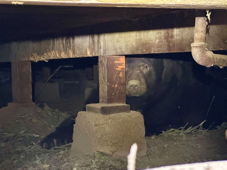 defa8c3248ca45fbb84fbf6bfbda0f37_md 525lb Bear Found Under Evacuated House in Altadena