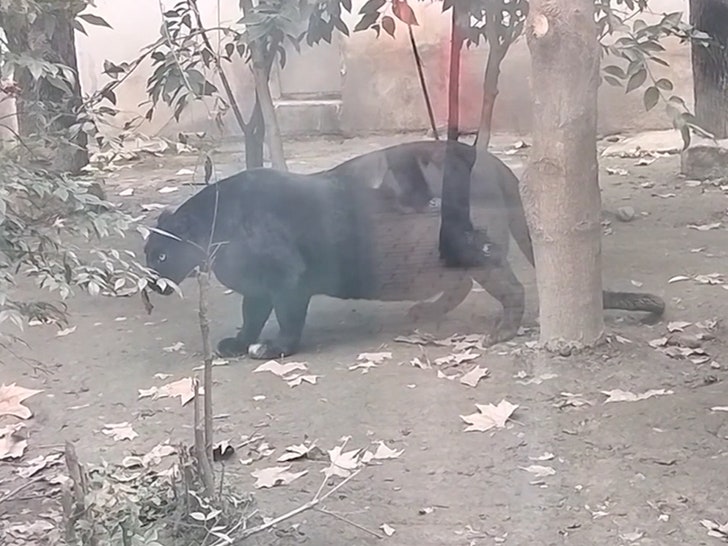 dfcc7bd6308d4218ab87e6aefe201e49_md Fat Panther