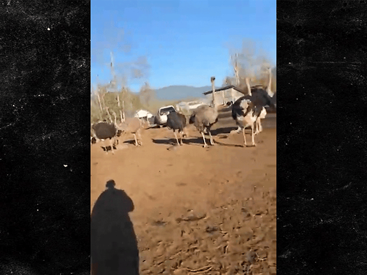 092425_ostrich_farm_arrest_birds_primary_v2