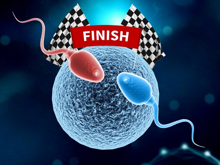 sperm racing composite b
