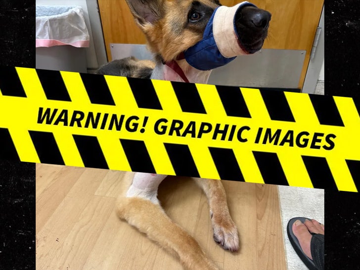 f0a2b9e717d44939a8d99b02d831cd2d_md Zeus the Dog's Gator Injuries
