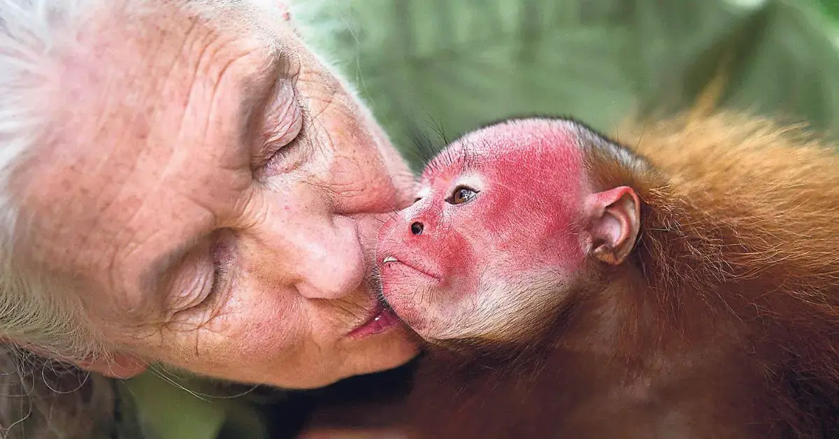 jane-goodall-cause-of-death-cardiac-arrest4-1760976187850 Photo of Jane Goodall