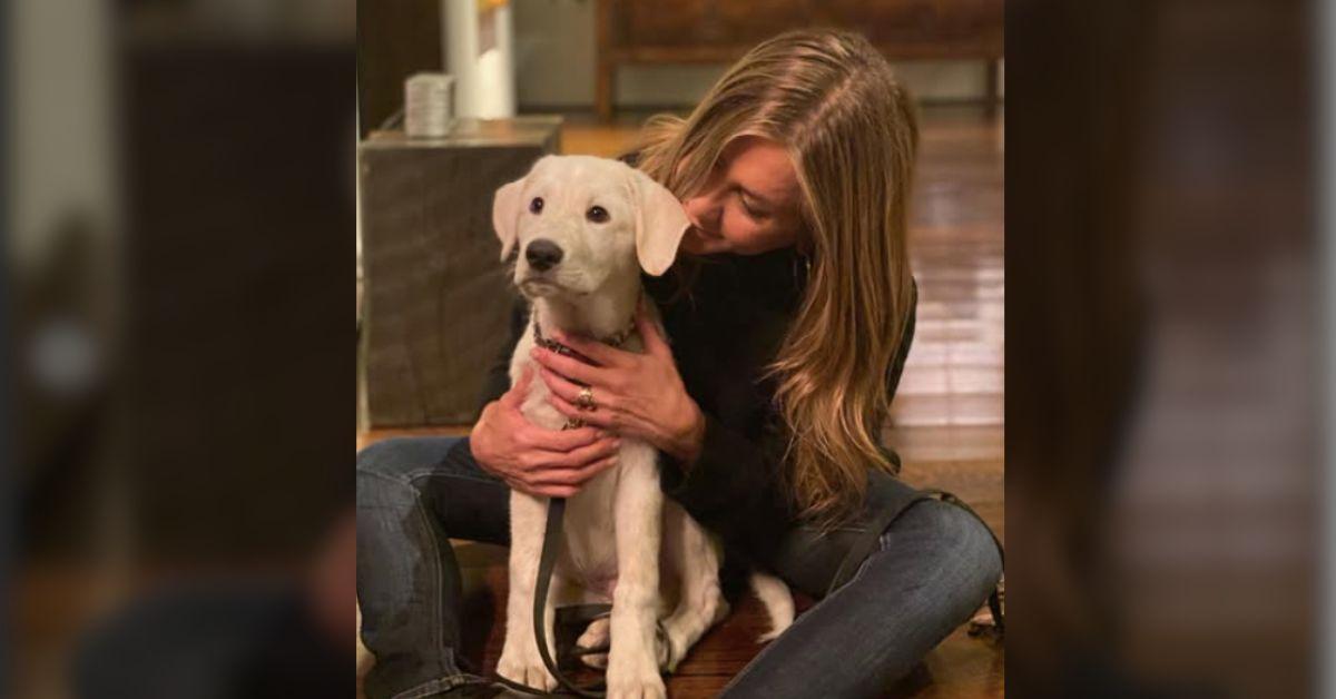 jennifer-aniston-boyfriend-jim-curtis-plan-adopt-pooch-together-2-1756901716363 Hypnotherapist Curtis' senior dog Odie has blended in with Aniston's canine family.