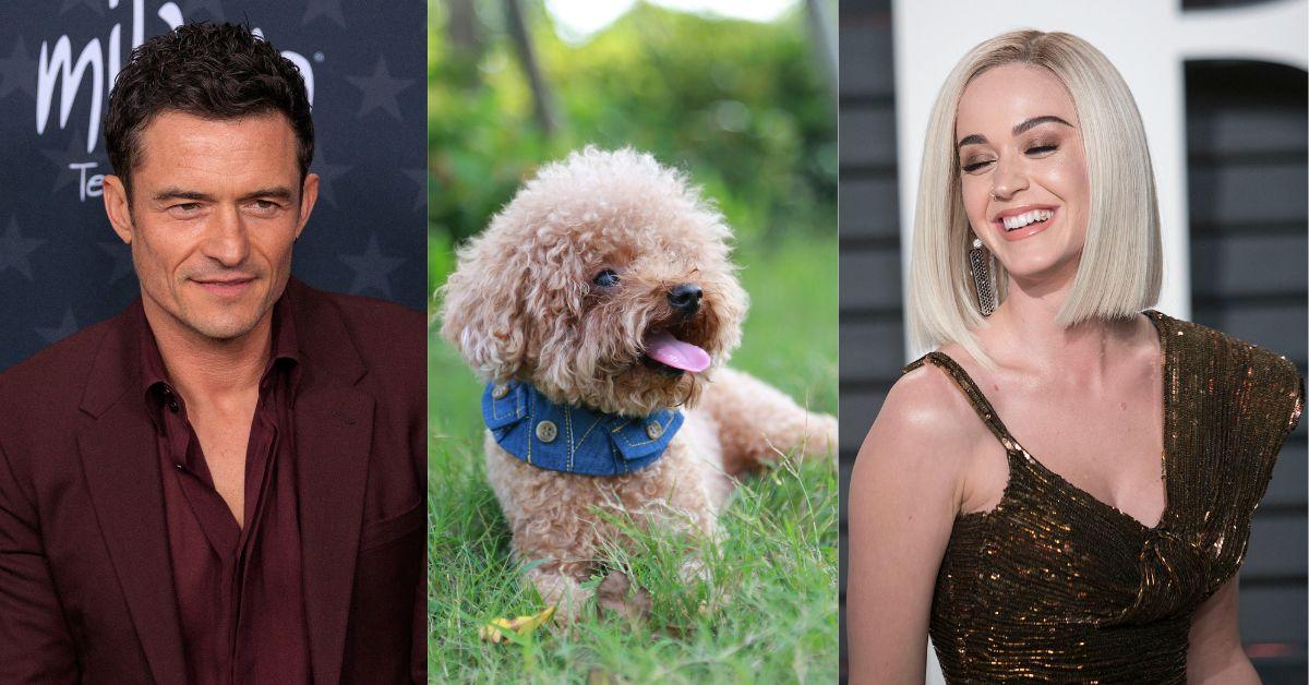 orlando-bloom-katy-perry-facing-custody-war-over-teacup-poodle-1-1756118839102 Insiders claimed Orlando Bloom refuses to part with his and Katy Perry's teacup poodle Biggie Smalls.
