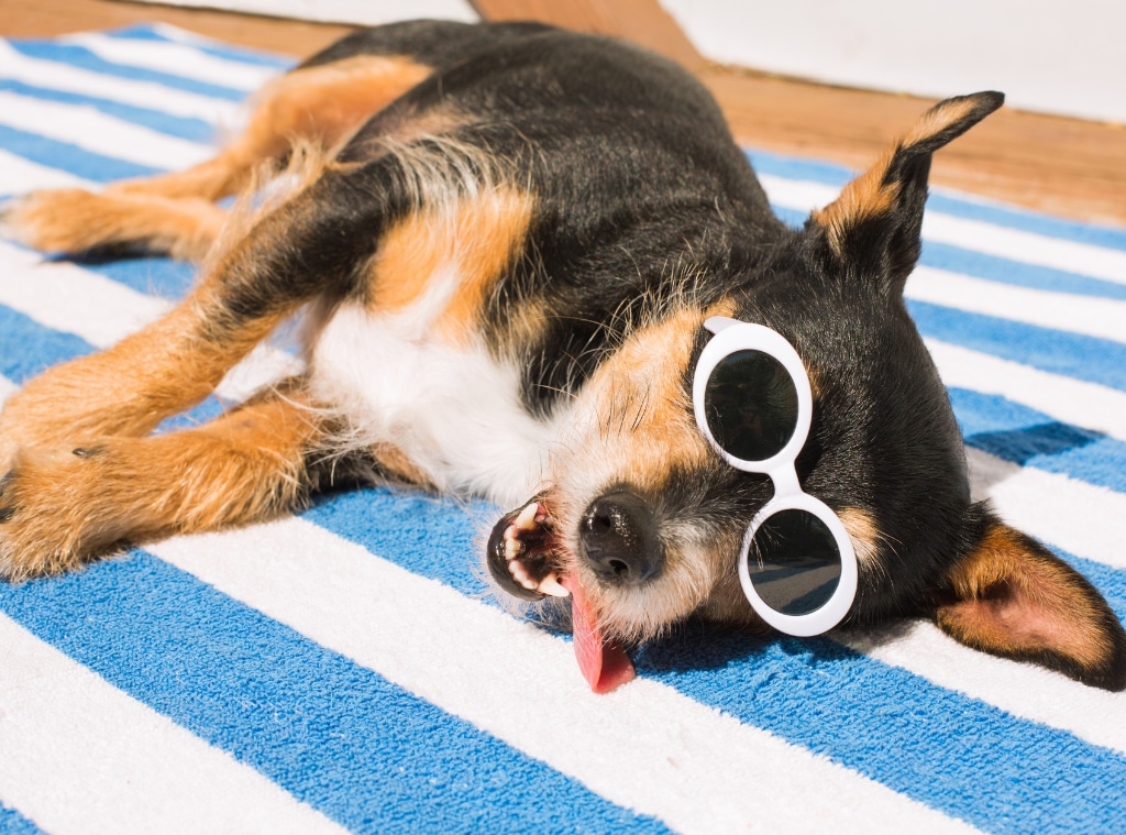 rs_1024x759-240529083500-copy_of_blank_1024x759_27 Shop Things to Keep Your Pet Cool in Summer