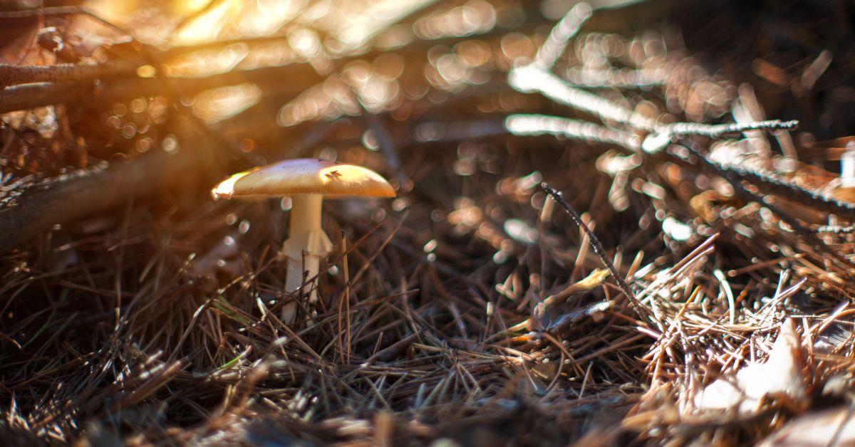 A woman told police, 'My body is dying,' after admitting she had taken a potent strain of psychedelic shroom called 'Enigma.'