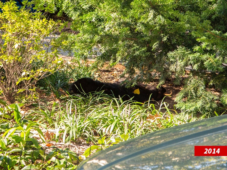 robert f kennedy jr bear dead in new york park