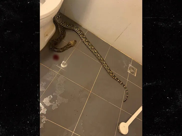 08513471f9ce417a83e9d265a16e81de_md snake biting dudes balls in toilet facebook 6
