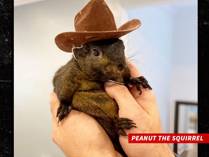 1a095344c65c4d93bdaeab46183ab2b5_md-1 Peanut the Squirrel