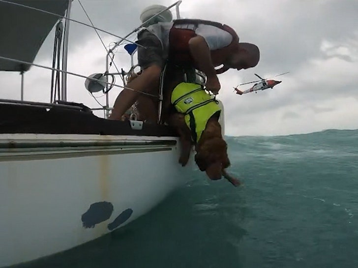 1cd122d3119940b38f457a044842fef2_md 092824-dog-rescue-primary-4