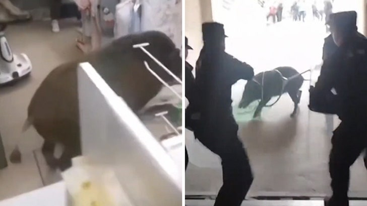 26c28409021c44459b90d99eaa31b211_md 102824_boar_kal