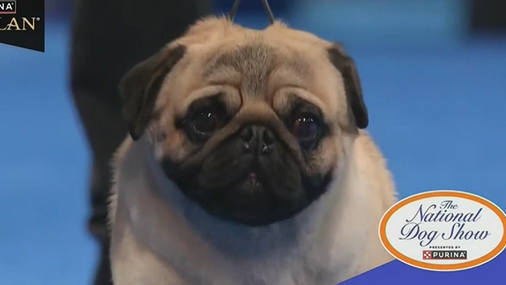 32bae5db18ec467bb44d98da06b5a8ca_md 112824-national-dog-show-kal-v2