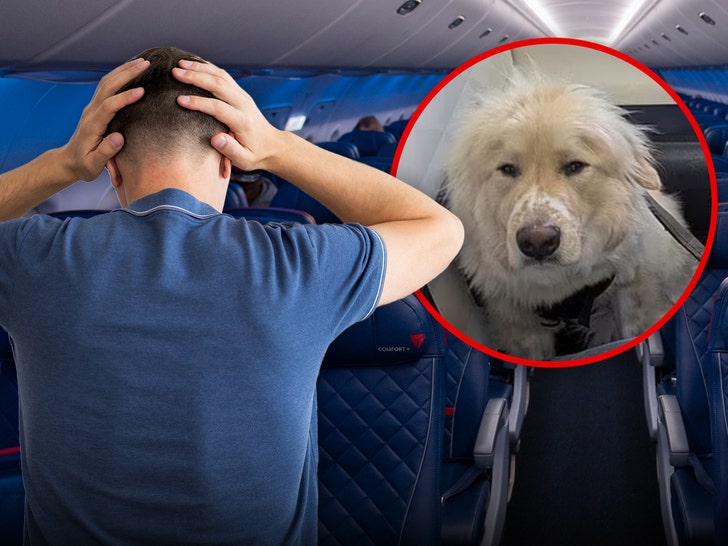 42a5526fe8b04f1585c170adc088eb64_md Delta Passenger Fumes After Service Dog Allegedly Replaces Him in First Class