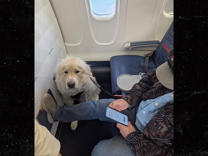 4552e46901f348d5aac2763f45692c18_md Delta Passenger Fumes After Service Dog Allegedly Replaces Him in First Class