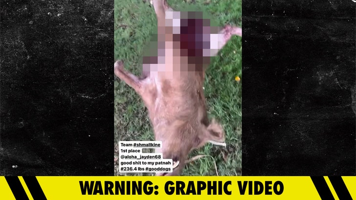 54afdc40a31345d59d8252888f78f2be_md 080224-dead-pig-boar-GRAPHIC-kal