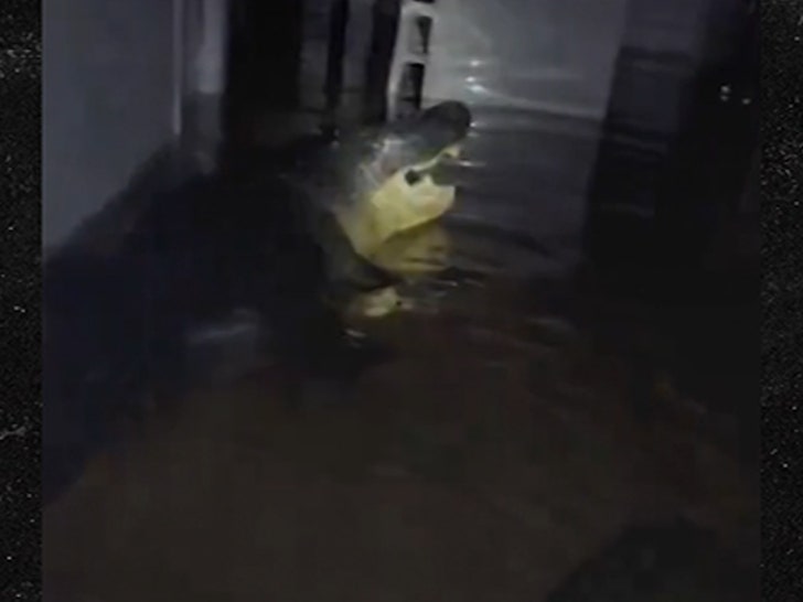 101024_crocodile-primary