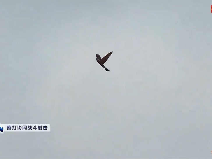 65ee8ad3eb4a4592bf76852b73bb954c_md 080224_military_bird_drone-sg1