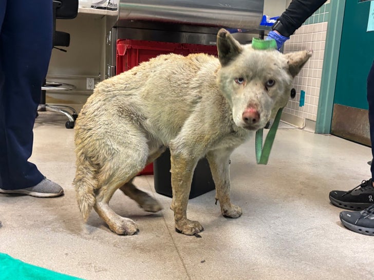 Pasadena Humane Society Treats Burned Animals