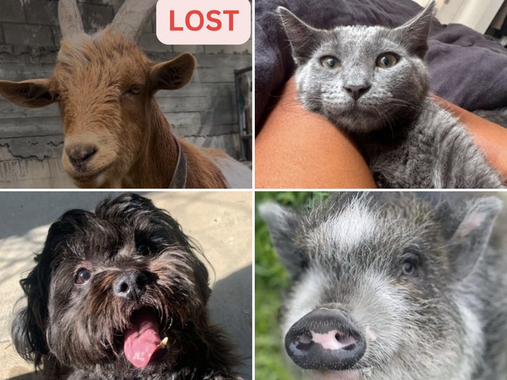 6e52ca489e07446b98747e9c8d2d2d5e_md Lost Animals in Los Angeles Fires