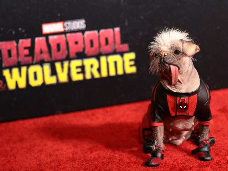 85f5038d526a435a966ded6708e61532_md funny dog deadpool premiere