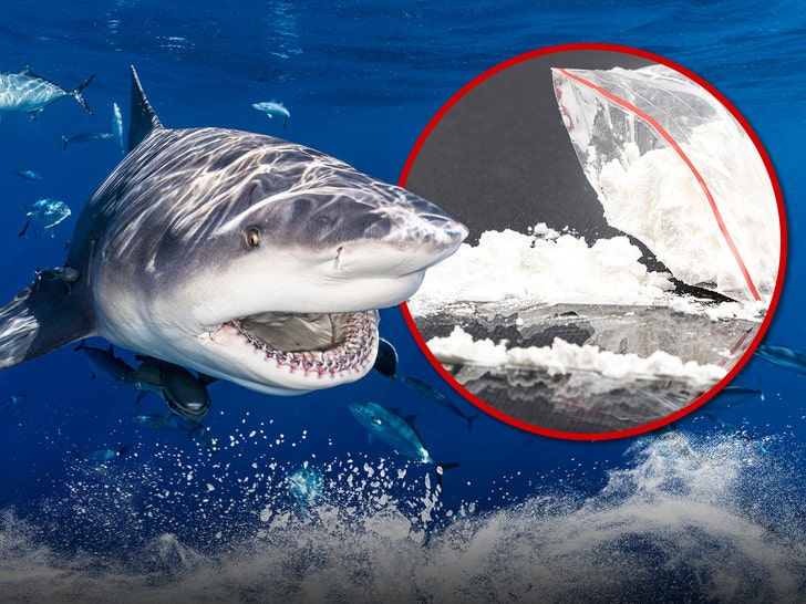 8b2cc2c011634787b01d6e294d243108_md sharks cocaine