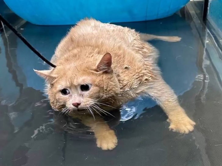 a13d88f5d340481f9a4b017bc98a952f_md 1028-Worlds-Fattest-Cat-Dies-SUB-2