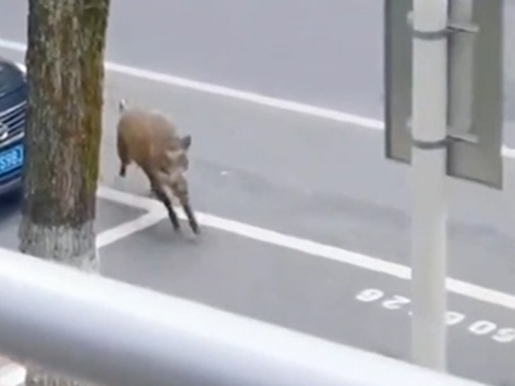 a51f9242c0914c5d829bc544d6550f7e_md 102824-boar-running