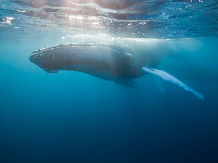 Humpback Whale Hot Shots