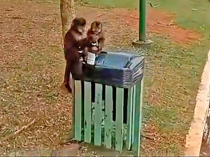 monkey drinking beer news flash 4